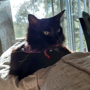 Meet your Posher, Kat